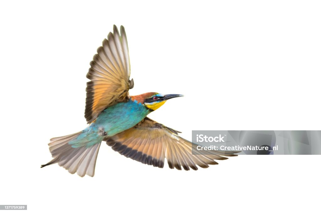 Bee Eater Flying and Isolated on White Background European Bee-Eater (Merops apiaster) in Flight and Isolated on White Background near Breeding Colony. This bird breeds in southern Europe and in parts of north Africa and western Asia. Wildlife scene of Nature in Europe. Bee-Eater Stock Photo