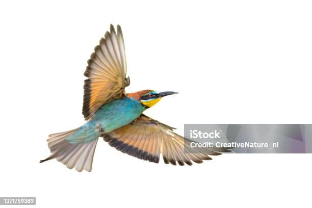 Bee Eater Flying And Isolated On White Background Stock Photo - Download Image Now - Bee-Eater, White Background, Eating