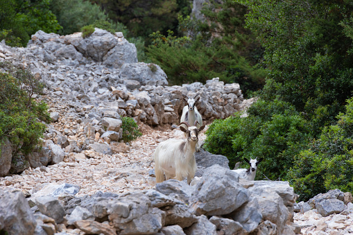 Family view of Sardinian Goats in the woods of Baunei, Nuoro.