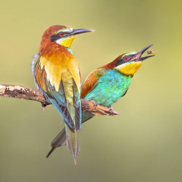 Couple of European Bee Eater perched on branch Pair of European Bee-Eater (Merops apiaster) perched on a Branch near Breeding Colony. This bird breeds in southern Europe and in parts of north Africa and western Asia. Wildlife scene of Nature in Europe. bee eater stock pictures, royalty-free photos & images