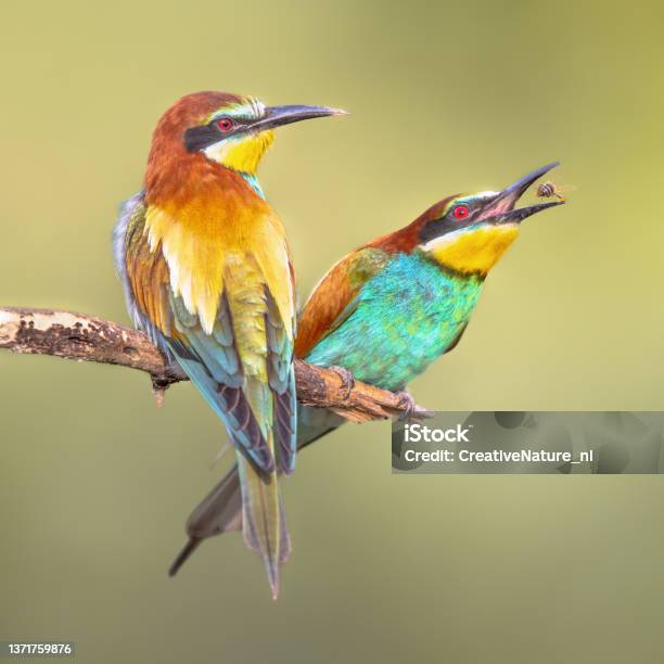 Couple Of European Bee Eater Perched On Branch Stock Photo - Download Image Now - European Bee-Eater, Bee-Eater, Bird