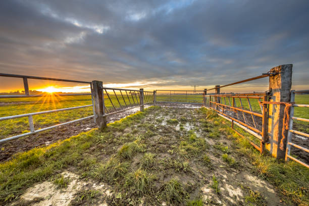 istock Sunset over gate in lowland meadow 1371761444