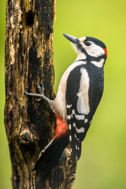 istock Great spotted woodpecker in portrait 1371761726