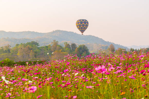 풍선과 꽃밭, 푸른 하늘에 코스모스 꽃밭을 비행 다채로운 열기구, 치앙 라이, 태국. - spy balloon 뉴스 사진 이미지