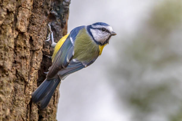 istock Eurasian Blue Tit perched on log looking for food 1371763171