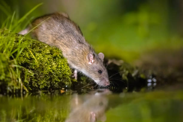 braune ratte in der dunkelheit trinkt am flussufer - mouse rodent animal field mouse stock-fotos und bilder
