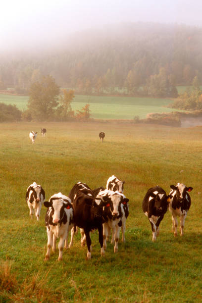istock Holstein cow in a pasture in Vermont. 1371763777