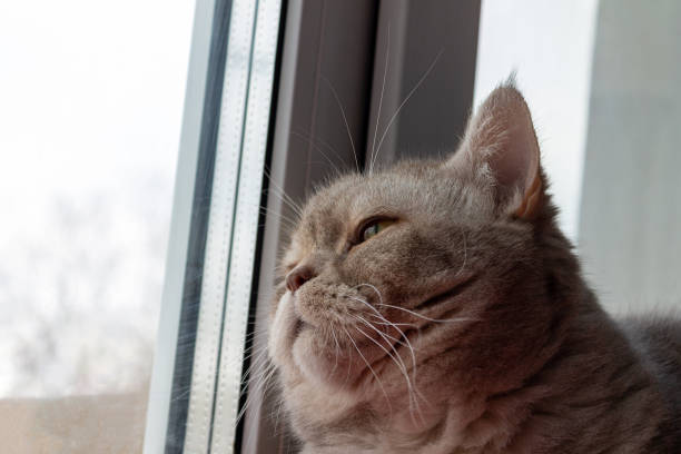 istock British lilac cat looks out the window 1371763980