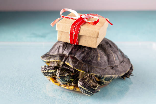 istock a red-eared turtle carries a gift box with a red bow on its back 1371764010