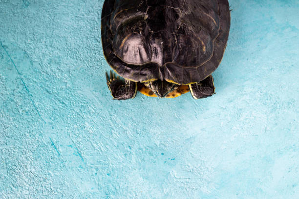 Great red-eared turtle, flat lay, selective focus, copy space Great red-eared turtle, flat lay, selective focus, copy space coahuilan red eared turtle stock pictures, royalty-free photos & images