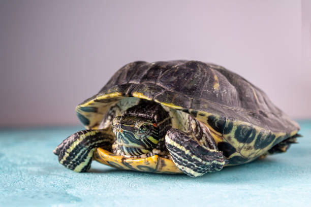 Great red-eared turtle, side view, selective focus Great red-eared turtle, side view, selective focus coahuilan red eared turtle stock pictures, royalty-free photos & images