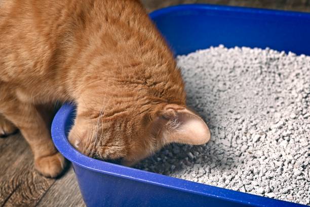istock Funny ginger cat sniffing on a blue litter box. 1371767079