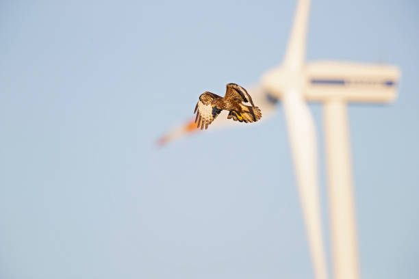 istock A Common buzzard (Buteo buteo) In flight with wind turbines in the background. 1371767156