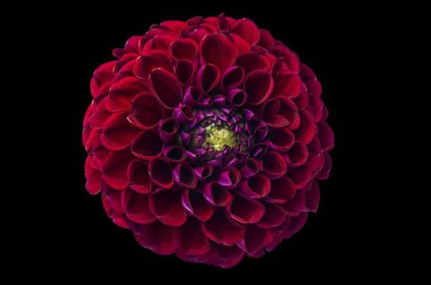istock Bright dahlia flower on a black background. Close-up. Nature. 1371767364