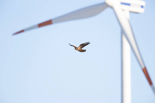 A Common buzzard (Buteo buteo) In flight with wind turbines in the background.