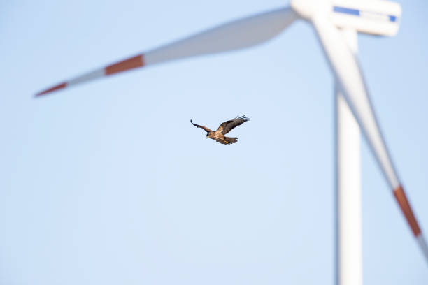 A Common buzzard (Buteo buteo) In flight with wind turbines in the background. A bird of prey hovering in front of a wind turbine hunting for mice. eurasian buzzard photos stock pictures, royalty-free photos & images