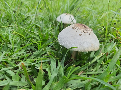 A solitary garden mushroom with its visibly furry cap imbedded in grass with damp moss