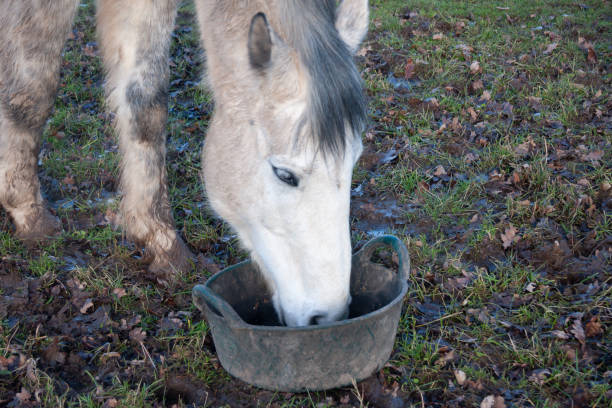 Close up shot of dirty grey horse eating from a feed bucket in field on a dirty wet winters day, keeping healthy by eating extra feed. stock photo