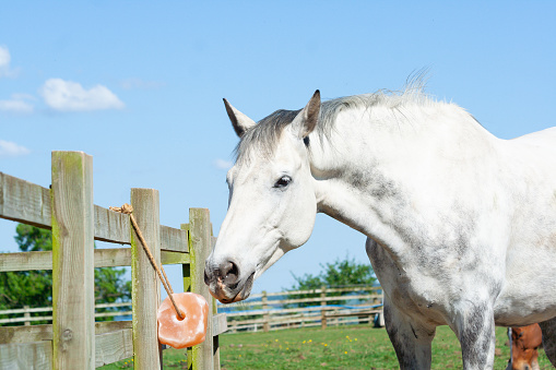 Beautiful grey horse feeding from a salt and mineral lick in its field on a spring day, ensuring the animal stays healthy and well.