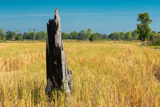 istock Dead stumps and harvested rice fields, Burnt tree stump at the rice field after harvest. 1371770168
