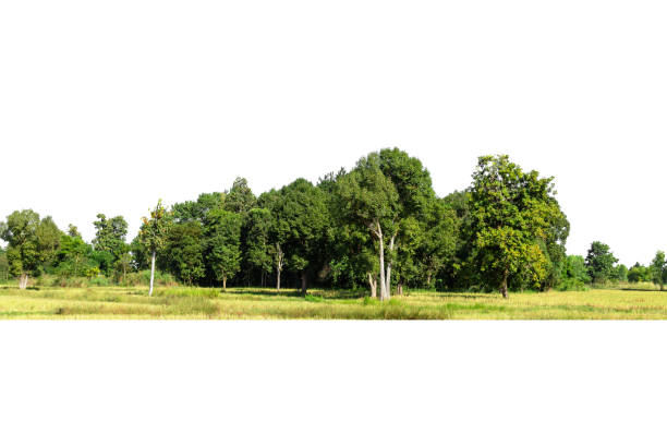 istock Group of tree isolated on white  background , Suitable for use in architectural design. 1371770169