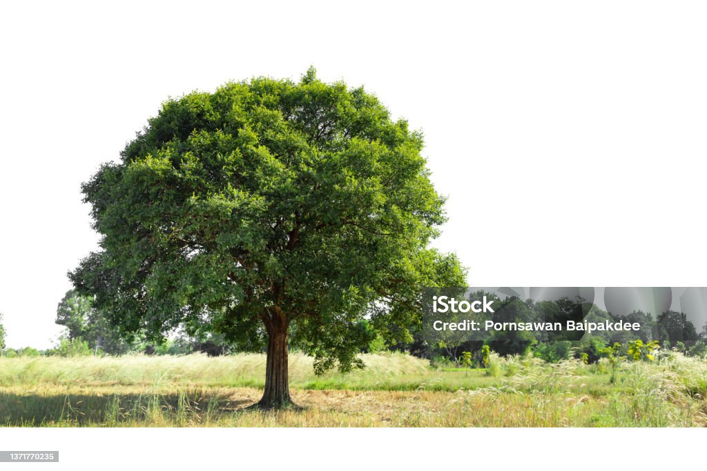 Summer landscape with single line tree,  isolated on white background. Agricultural Field Stock Photo
