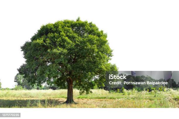 Summer Landscape With Single Line Tree Isolated On White Background Stock Photo - Download Image Now