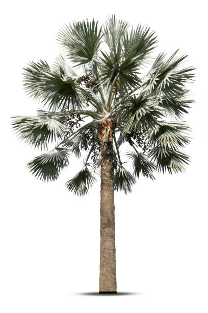 istock Tree isolated on white background. Silver bismarck palm tree or Silver bismarckia palm tree. 1371770266