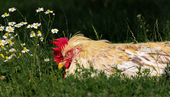 A chicken sleeping peacefully at a sanctuary, away from the horror of farming.