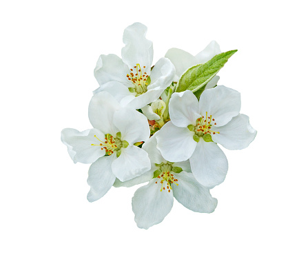 Apple flower. Spring flower apple blossoms bloomed isolated on white.