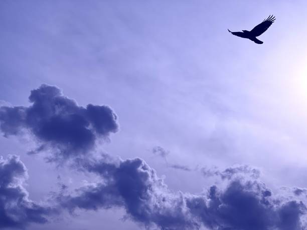 istock The bird flies in the sky above the clouds. 1371772782