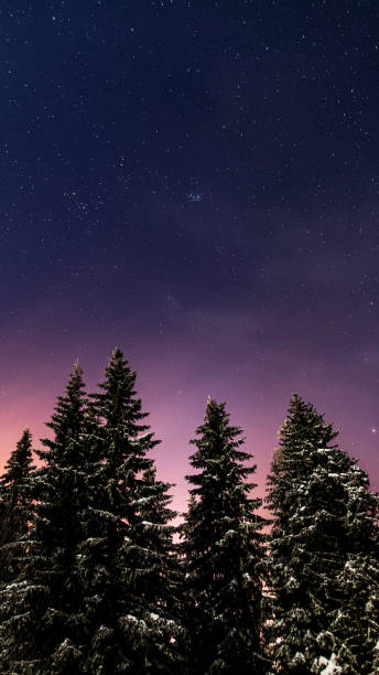 istock pine trees covered in snow on a starry night 1371773704