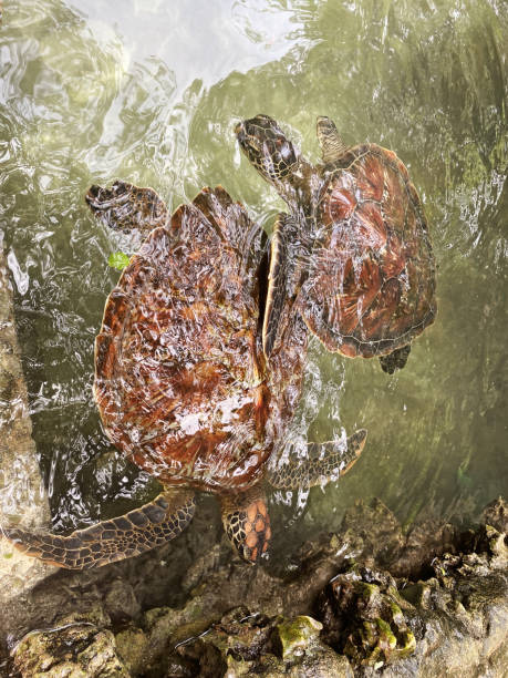 istock large turtles swim in the water 1371774282