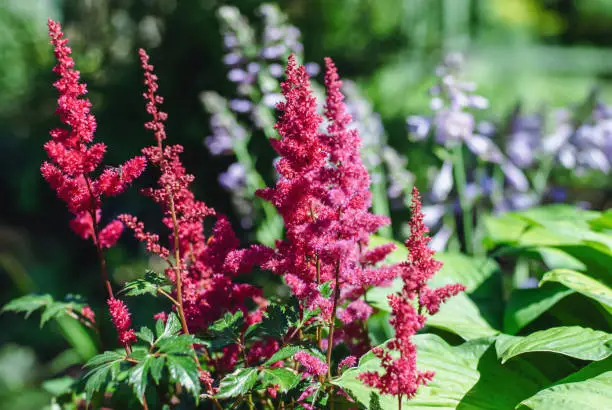 Photo of Japanese astilbe flowering with red panicled inflorescences in sunny summer garden