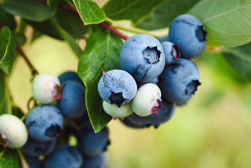Early lowbush blueberry, ripening blueberry fruit closeup