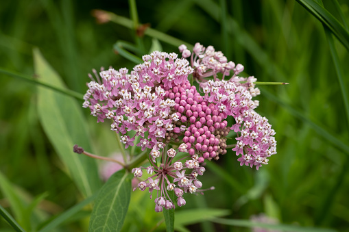 Close-up of a milkweed flower