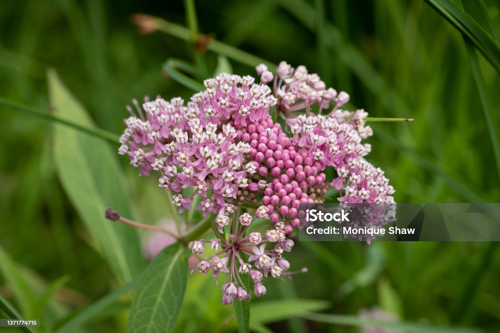 Pink flowering milkweed Close-up of a milkweed flower Milkweed Stock Photo