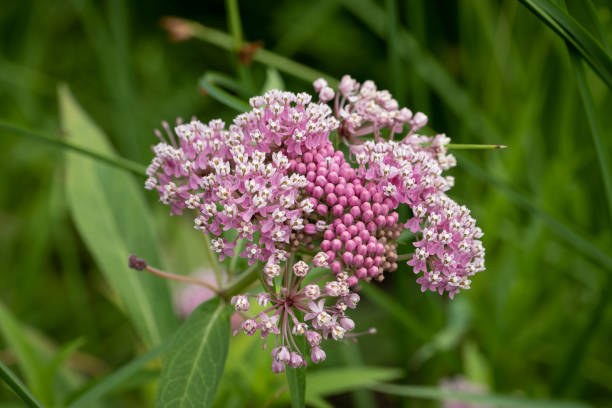 Pink flowering milkweed Close-up of a milkweed flower milkweed stock pictures, royalty-free photos & images