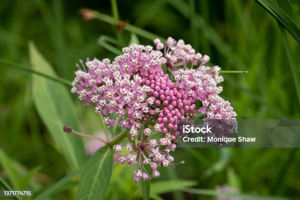 Pink Flowering Milkweed Stock Photo - Download Image Now - Milkweed, Flower, Green Color