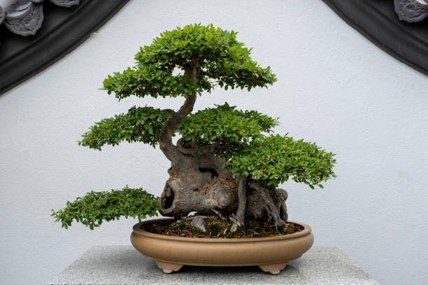istock Small bonsai tree in a shallow brown plant pot 1371775523