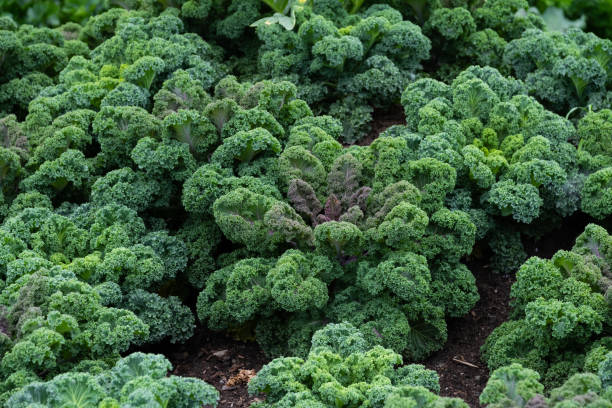 istock View from above of growing kale 1371775717