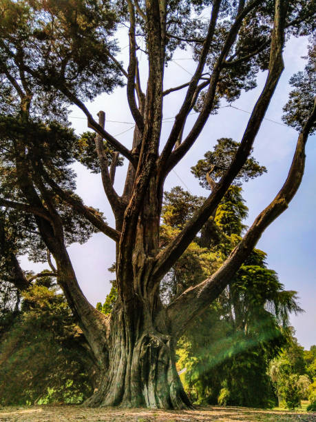 Majestic Tree stock photo
