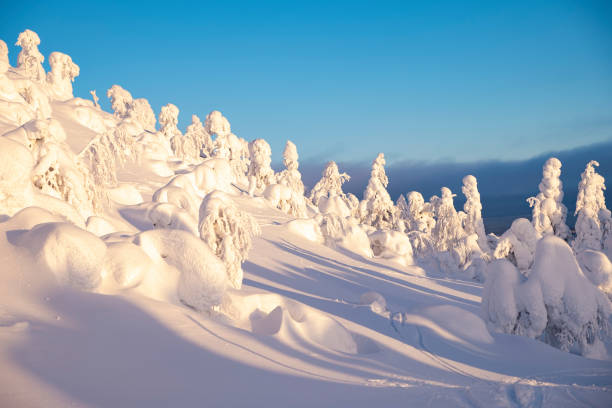 istock Winter landscape at dawn. Trees on the mountainside covered with snow. 1371776143