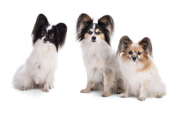 istock Three Continental toy spaniel, papillon Dog looking ahead 1371777848