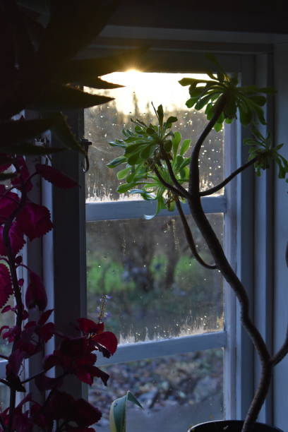 яркий зимний солнечный свет и горшечные растения в подоконнике. - window rain winter house стоковые фото и изображения