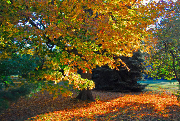 istock Fall Leaf Colors at sunrise-Howard County, Indiana 1371779528