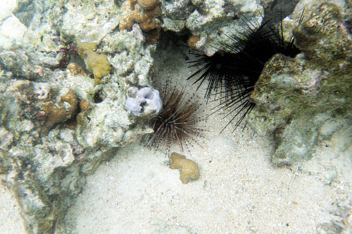 View of two sea urchins in Indonesia