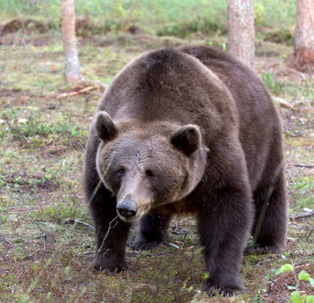 istock Photo of a brown bear 1371779538