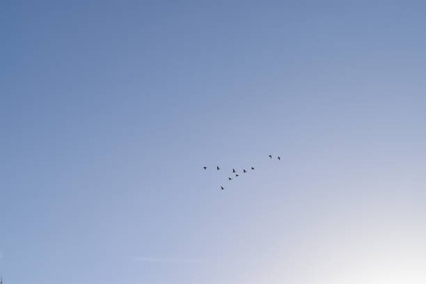 istock V-formation of migrating geese. 1371781475