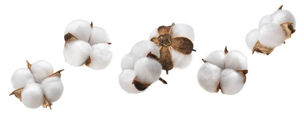 baumwollpflanzenblüte isoliert auf weißem hintergrund, kollektion - cotton flower textile macro stock-fotos und bilder